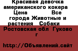 Красивая девочка американского кокера › Цена ­ 35 000 - Все города Животные и растения » Собаки   . Ростовская обл.,Гуково г.